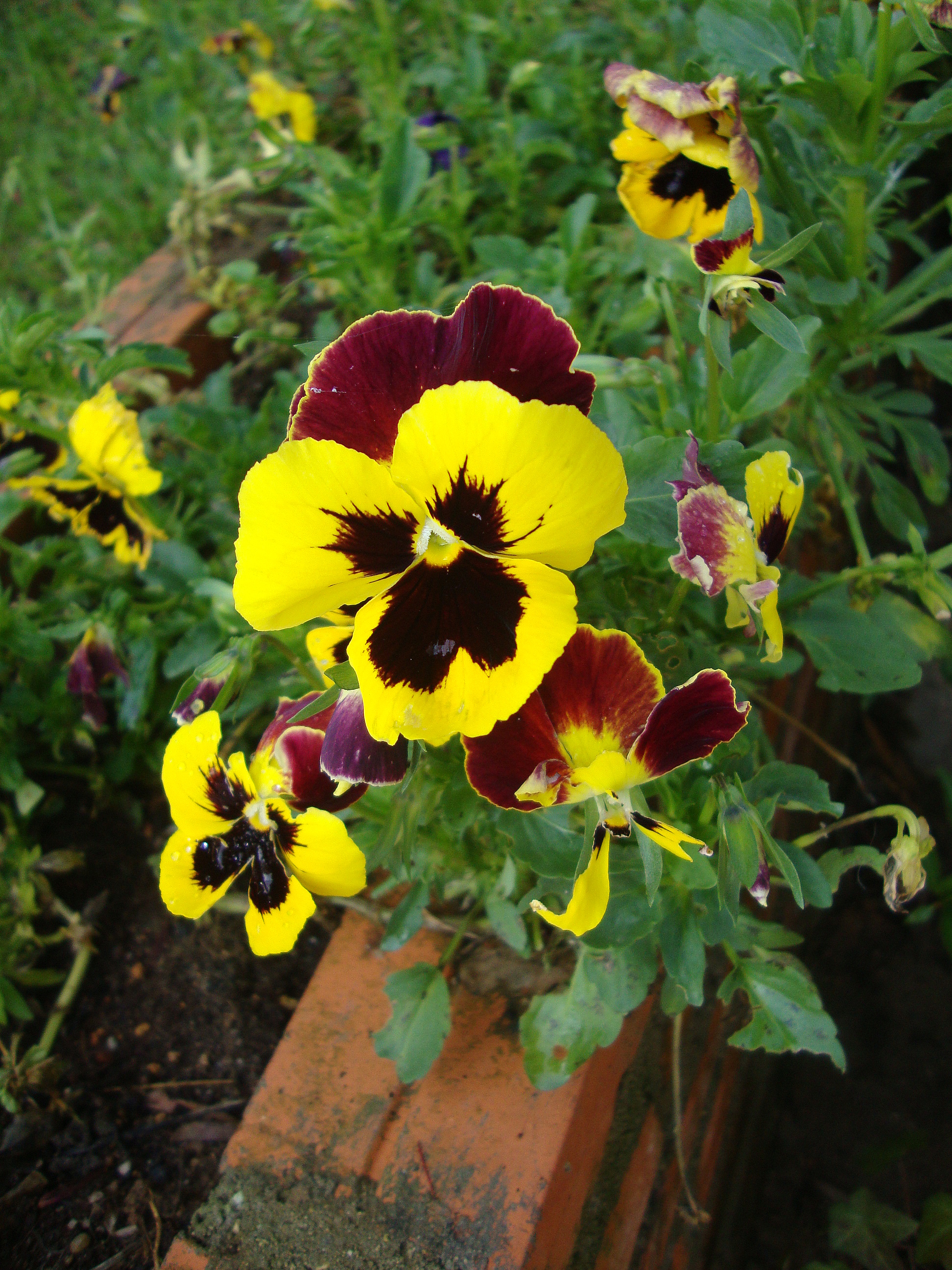 Wild Pansy,Viola tricolor,viola pansee,بنفشه وحشی ,بنفشه سه رنگ,بنفشه فرنگی
